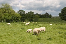 CRW_2187 Sheep Near Avebury Circle